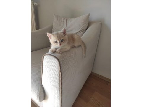 Golden british shorthair safkan