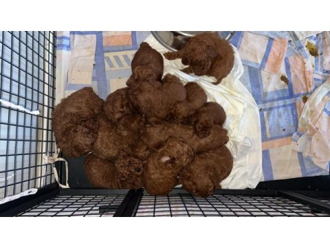 Kore kan ve kg garantili poodle bebişlerimiz