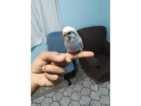 Yavru muhabbet kuşu