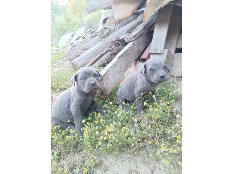 Cane corso a kalite bebekler