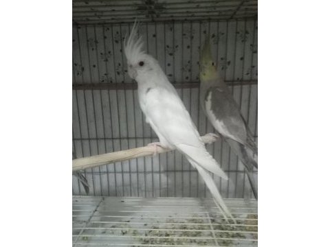 Albino yavru sultan papağanı