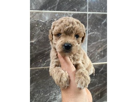 Maltipoo sevgililer gününe özel kampanya
