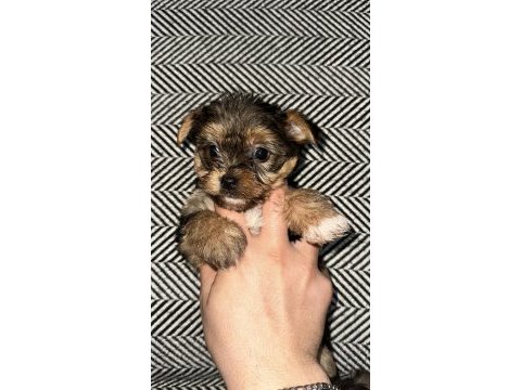 3 çiçek 1 böcek köpeklerimiz