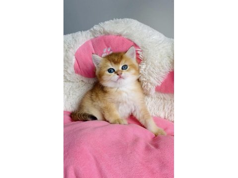 Değerinin altında show kalite golden british shorthair