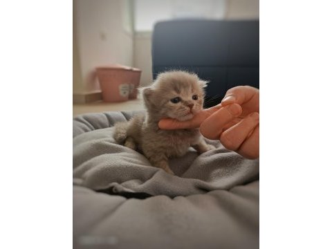 Kusursuz scottish fold lilac/black yavrular