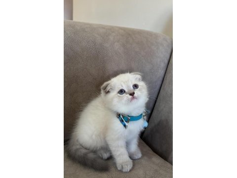 Scottish fold erkek yavrumuza yuva uyguna