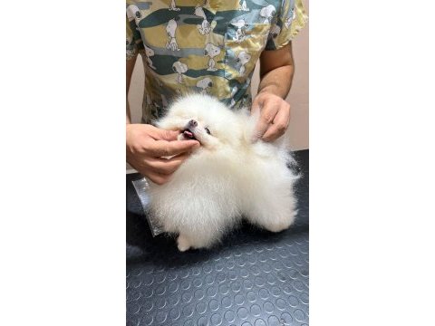 Yetişkin erkek pomeranian