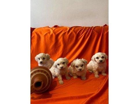 Minnak maltipoo patilerimiz