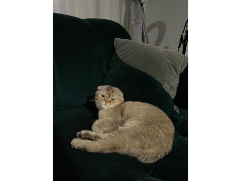 Sahibinden scottish fold
