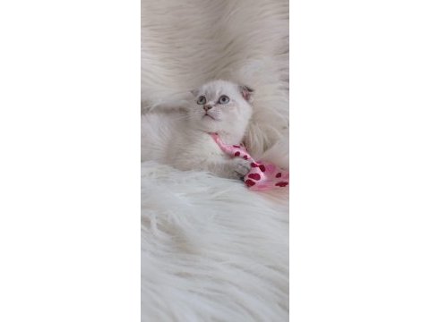 British shorthair kedisi