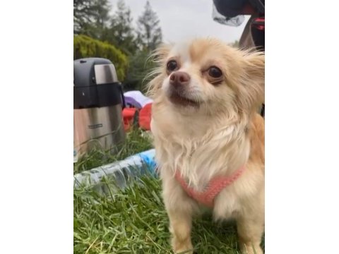 Chihuahua dişi eğitimli manken köpeğimiz