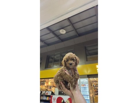 Toy poodle yavrularımız yeni yuvasını arıyor