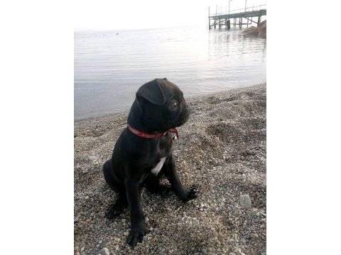 Gül kuyruk sevecen lekesiz siyah pug