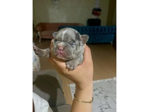 Egzotik fransız bulldog yavrularımız