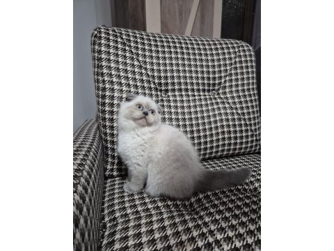 Sağlık ve ırk garantili bebek scottish fold