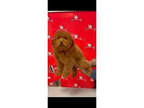 Red-apricot poodle yavrular