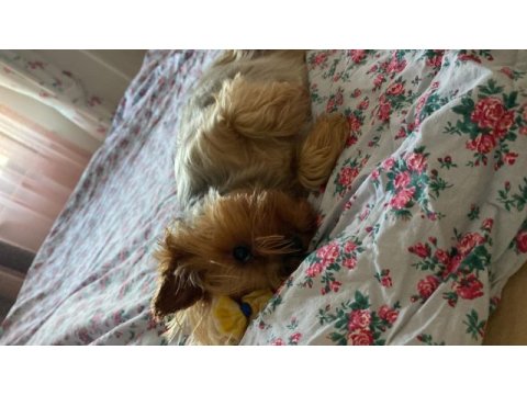 Ücretsiz sahiplendirme 3 yaşında yorkshire terrier