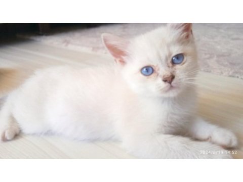 British shorthair kardeşler manisa
