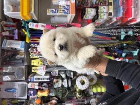 Konya içi chow chow bebekler