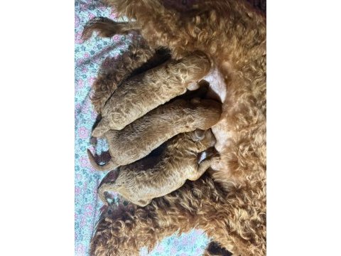 Orjinal poodle