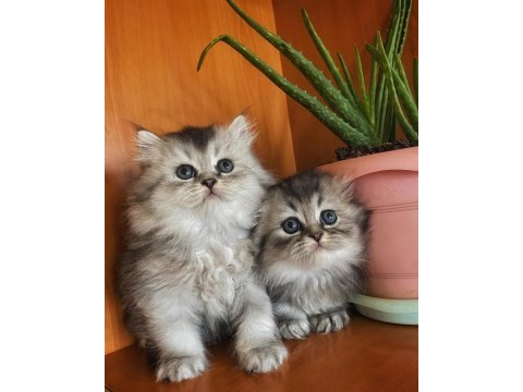 Scottish fold blue tabby longhair yavrularımız