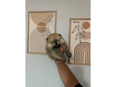 Pomeranian boo erkek ve dişi yavrularımız