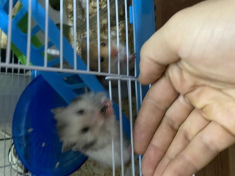 Suriye hamster yavrularımı ücretsiz sahiplendiriyorum