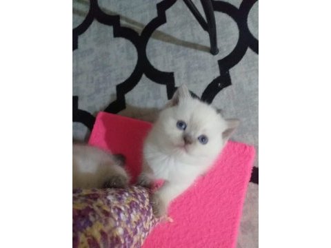 Scottish fold ve scottish straight erkek ile dişi