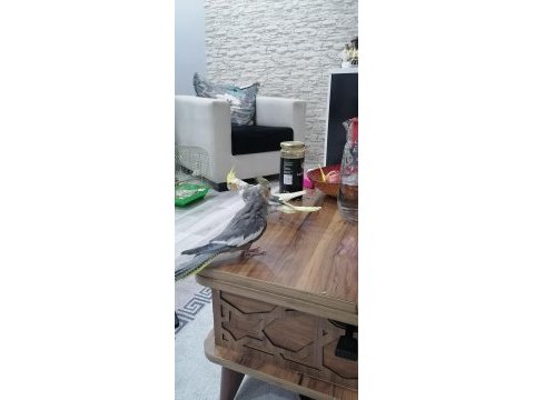Sağlıklı ev besleme sultan papağanı