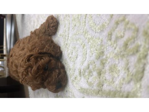 Orjinal toy poodle