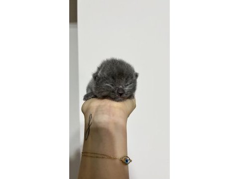 10 günlük yavrular scottish fold