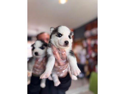 Masmavi gözleriyle husky sibirya kurdu yavrularımız