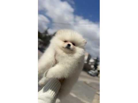 Güzeller güzeli pomeranian bebekler