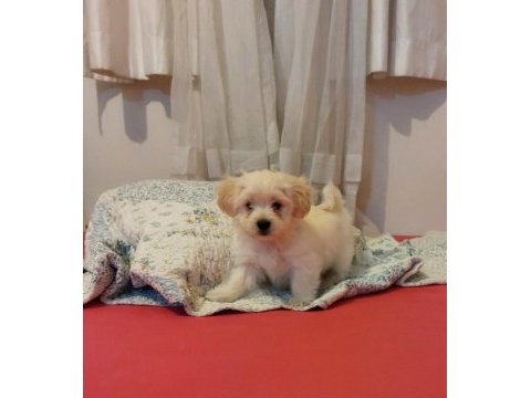 Sevgi dolu morkie yavruları