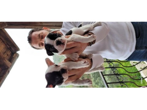 Safkan french bulldog yavruları