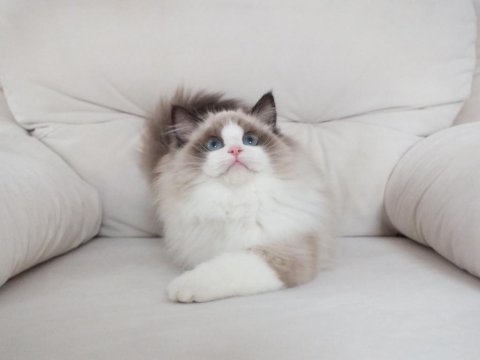 Full şecereli ragdoll yavruları