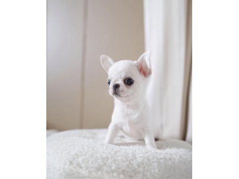 Mini elma kafa küt burun chihuahua bebekler