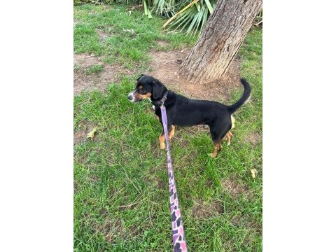 7 yaşında köpekler