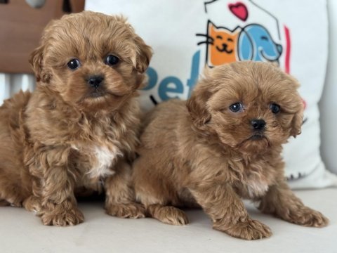 Ankarada wc eğitimli  kore maltipoo lar ziyarete açık