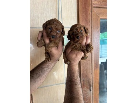 Poodle yavrular