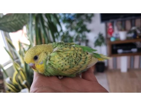 Yavru renk renk muhabbet kuşları