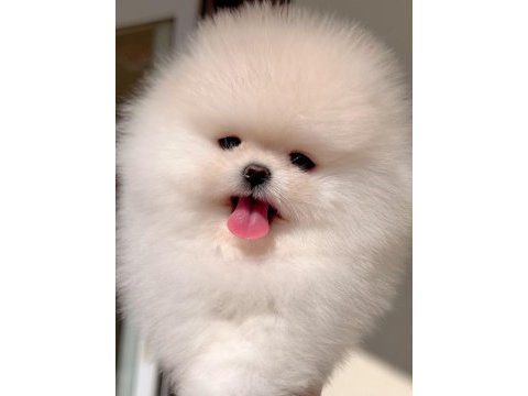 Sıfır burun ayı sürat dişi pomeranian
