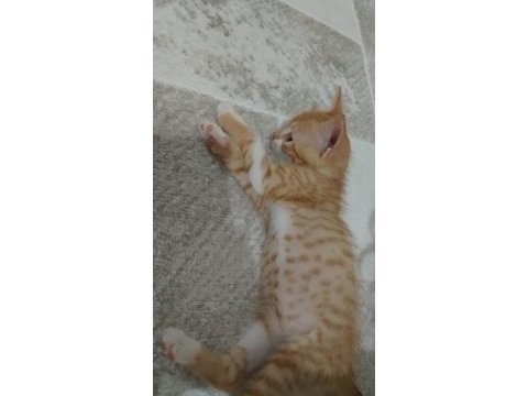 Güzel sarman oğlumuza yuva arıyoruz