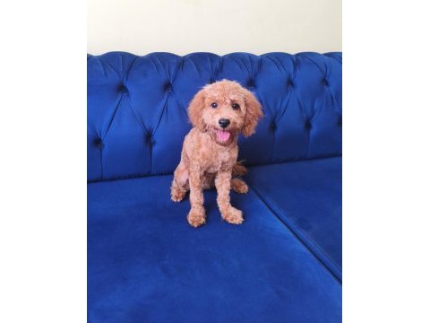 6 aylık red toy poodle kızımız
