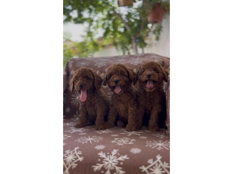 Toy poodle red brown bebekler