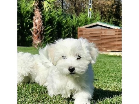 Maltese terrıer yavruları
