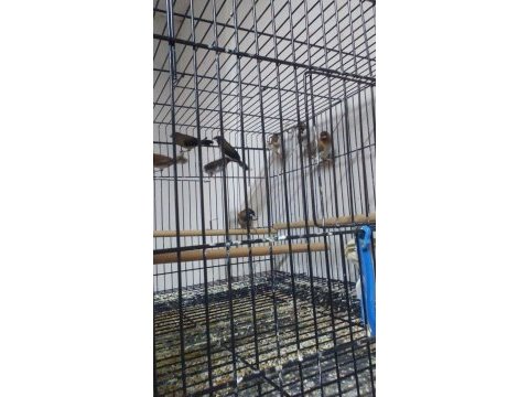 Sahibinden farklı cinslerden ve renklerden finch (ispinoz)