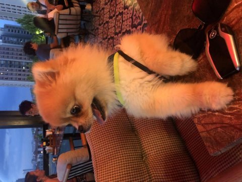 Gerçek köpek severlere ücretsiz sahiplendirme pomeranian