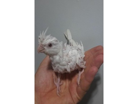 Yavru sultanlar albino