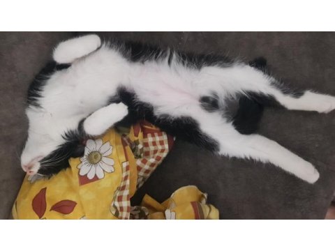 Tekli veya çoklu kedilerimizi sahiplendiriyoruz